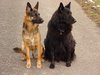 2003_02_13_Fenja_und_Lord_am_beobachten