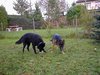 2001_10_17_FenjaundLord_Garten_Okt_2001