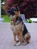 2005_05_15_Fenja_am_posieren_2005_4