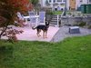 2001_10_17_Fenja_Garten_Okt_2001_2